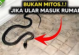 Ular Kobra Hitam Masuk Rumah